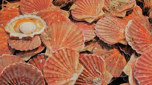 Coquilles st jacques 2